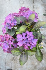 Hydrangea Macrophylla 'Black Diamond® 'Dark Angel Purple' - Hortensia 30-40 C5