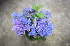 Hydrangea M."Black Diamond® 'Shining Angel Blue' Hydrangea Macrophylla 'Black Diamond® 'Shining Angel Blue' - Hortensia 30-40 C5