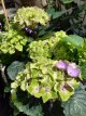 Hydrangea M. Lovely Collection®'Green Lips Purple Hydrangea Macrophylla Lovely Collection® 'Green Lips Purple' - Hortensia 30-40 C5