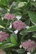 Hydrangea macr. 'Bailday' 20/25 C3.5 Hydrangea macrophylla 'Bailday'(=Light-O-Day) | Hortensia 20-25 C3.5