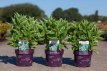 Hydrangea macr. 'Bailday' 20/25 C3.5 Hydrangea macrophylla 'Bailday'(=Light-O-Day) | Hortensia 20-25 C3.5