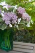 Hydrangea macr. 'Bailday' 20/25 C3.5 Hydrangea macrophylla 'Bailday'(=Light-O-Day) | Hortensia 20-25 C3.5