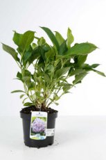 Hydrangea macr. 'Bouquet Rose' - 10 st. 25/30 C Hydrangea macrophylla ‘Bouquet Rose’ - roze-Hortensia  PROMO  10 st.
