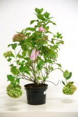 Hydrangea macr. 'Bouquet Rose'  40/60 C5 Hydrangea macrophylla ‘Bouquet Rose’ - roze-Hortensia 40-60 C5