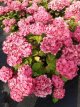 Hydrangea macr. Endless 'Summer Love' 25/30 C3 Hydrangea macrophylla 'Endless Summer'® Summer Love' - Hortensia 25-30 C3