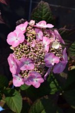 Hydrangea macr. Endless 'Summer Love' 25/30 C3 Hydrangea macrophylla 'Endless Summer'® Summer Love'  Hortensia 25-30 C3