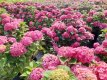 Hydrangea macr. Endless 'Summer Love'® C35 Hydrangea macrophylla Endless 'Summer Love'®  - roze - Hortensia 60-80 C35