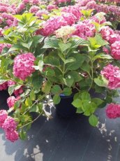 Hydrangea macr. Endless 'Summer Love'® C35 Hydrangea macrophylla Endless 'Summer Love'®  - roze - Hortensia 60-80 C35