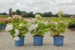 Hydrangea macr.'Endless Summer The Bride’ 25/30 Hydrangea macrophylla 'Endless Summer The Bride’® - Hortensia 25-30 C3