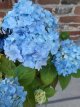 Hydrangea macr.'Endless Summer The Original' 25/30 Hydrangea macrophylla 'Endless Summer The Original’® - Hortensia 25-30 C3