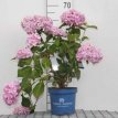 Hydrangea macr.'Endless Summer The Original' 25/30 Hydrangea macrophylla 'Endless Summer The Original’® - Hortensia 25-30 C3