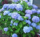 Hydrangea macrophylla 'Endless Summer'® ‘The Original®’ - blauw - Hortensia 30-50  C3