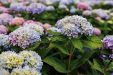 Hydrangea macr. Endless Summer® The Original C8 Hydrangea macrophylla 'Endless Summer'® The Original - blauw - Hortensia  50-60  C8