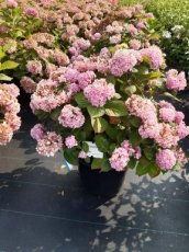 Hydrangea macr. Endless Summer® The Original C35 Hydrangea macrophylla 'Endless Summer'® The Original - blauw - Hortensia 60-80 C35