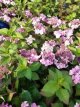 Hydrangea macr.'Endless Summer Twist-n-shout'® C3 Hydrangea macr. 'Endless Summer Twist-n-shout'® - Hortensia 60-80 C35