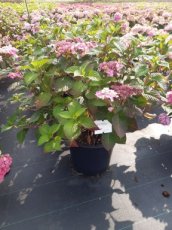 Hydrangea macr.'Endless Summer Twist-n-shout'® C3 Hydrangea macr. 'Endless Summer Twist-n-shout'® - Hortensia 60-80 C35