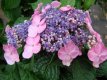 Hydrangea macr. 'Endless Summer Twist-n-shout'® Hydrangea macr. 'Endless Summer Twist-n-shout'® - Hortensia 25-30 C3