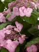 Hydrangea macr. 'Endless Summer Twist-n-shout'® Hydrangea macr. 'Endless Summer Twist-n-shout'® - Hortensia 25-30 C3