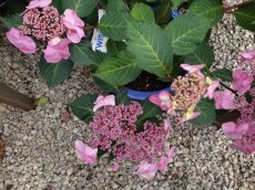 Hydrangea macr. 'Endless Summer Twist-n-shout'® Hydrangea macr. 'Endless Summer Twist-n-shout'® - Hortensia 25-30 C3