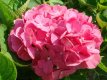 Hydrangea macr. 'King George VII' 25/30 C