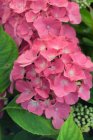 Hydrangea macr. 'King George VII' 25/30 C