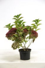 Hydrangea macr. ‘Leuchtfeuer’ 40/60 C10 Hydrangea macrophylla ‘Leuchtfeuer’ - roze, rood-Hortensia 40-60 C10