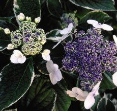 Hydrangea macr. 'Light-o-day'® 30/40 C3 Hydrangea macrophylla 'Light-o-day'® | Hortensia 30-40 C3