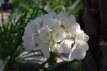 Hydrangea macr. 'Madame Emile Mouillère' 25/30 C Hydrangea macrophylla ‘Madame Emile Mouillère’ - wit-Hortensia 25-30  C