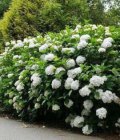 Hydrangea macrophylla ‘Madame Emile Mouillère’ - wit-Hortensia 25-30  C