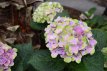 Hydrangea macr. 'Magical Amethyst'® 30/40 C5 Hydrangea macrophylla 'Magical Amethyst'® - Hortensia 30-40 C5