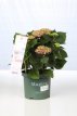 Hydrangea macr. 'Magical Amethyst'® 30/40 C5 Hydrangea macrophylla 'Magical Amethyst'® - Hortensia 30-40 C5