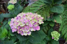 Hydrangea macr. 'Magical Amethyst'® 30/40 C5 Hydrangea macrophylla 'Magical Amethyst'® - Hortensia 30-40 C5