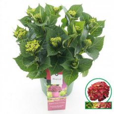 Hydrangea macrophylla 'Magical Ruby Tuesday'® Rood | Hortensia 30-40  C3.5