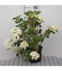 Hydrangea macr. Mme. Emile Mouil.- 10 st. 25/30 C Hydrangea macrophylla ‘Madame Emile Mouillère’ - wit-Hortensia  PROMO 10 st.