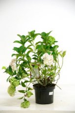 Hydrangea macr. Mme. Emile Mouil. 40/60 C10 Hydrangea macrophylla ‘Madame Emile Mouillère’ - wit-Hortensia 40-60 C10