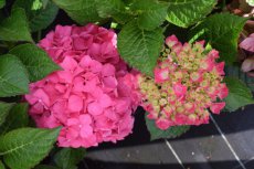 Hydrangea macrophylla ‘Alpenglühen’ - Hortensia 25-30  C