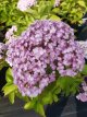 Hydrangea macrophylla Ayesha 60/70 C25 Hydrangea macrophylla ‘Ayesha’(=(=Silver Slipper) - Seringhortensia 60-70 C25