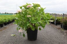 Hydrangea macrophylla Ayesha 60/70 C25 Hydrangea macrophylla ‘Ayesha’(=(=Silver Slipper) - Seringhortensia 60-70 C25