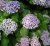 Hydrangea macrophylla Ayesha - rose/blauw Hydrangea macrophylla ‘Ayesha’(=(=Silver Slipper) - Seringhortensia 25-30  C