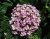 Hydrangea macrophylla Ayesha - rose/blauw Hydrangea macrophylla ‘Ayesha’(=(=Silver Slipper) - Seringhortensia 25-30  C