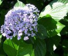 Hydrangea macrophylla ‘Ayesha’(=(=Silver Slipper) - Seringhortensia 25-30 C3