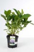 Hydrangea macrophylla 'Bouquet Rose' 25/30 C Hydrangea macrophylla ‘Bouquet Rose’ - roze-Hortensia 25-30  C
