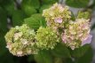 Hydrangea macrophylla 'Bouquet Rose' 25/30 C Hydrangea macrophylla ‘Bouquet Rose’ - Hortensia 30-40 C4