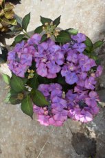 Hydrangea Macrophylla Classic® "Tiffany Purple" Hydrangea Macrophylla Classic® 'Tiffany Purple' -  Hortensia 30-40 C5