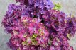 Hydrangea macrophylla 'Curly Sparkle Purple' Hydrangea macrophylla 'Curly Sparkle Purple' - paars - Hortensia 30-40 C5