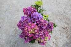 Hydrangea macrophylla 'Curly Sparkle Purple' Hydrangea macrophylla 'Curly Sparkle Purple' - paars - Hortensia 30-40 C5