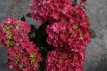 Hydrangea macrophylla 'Curly Sparkle Red' Hydrangea macrophylla 'Curly Sparkle Red' - roze - Hortensia 30-40 C5