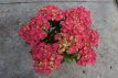 Hydrangea macrophylla 'Curly Sparkle Red' Hydrangea macrophylla 'Curly Sparkle Red' - roze - Hortensia 30-40 C5