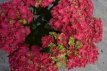 Hydrangea macrophylla 'Curly Sparkle Red' Hydrangea macrophylla 'Curly Sparkle Red' - roze - Hortensia 30-40 C5