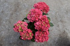 Hydrangea macrophylla 'Curly Sparkle Red' - roze - Hortensia 30-40 C5